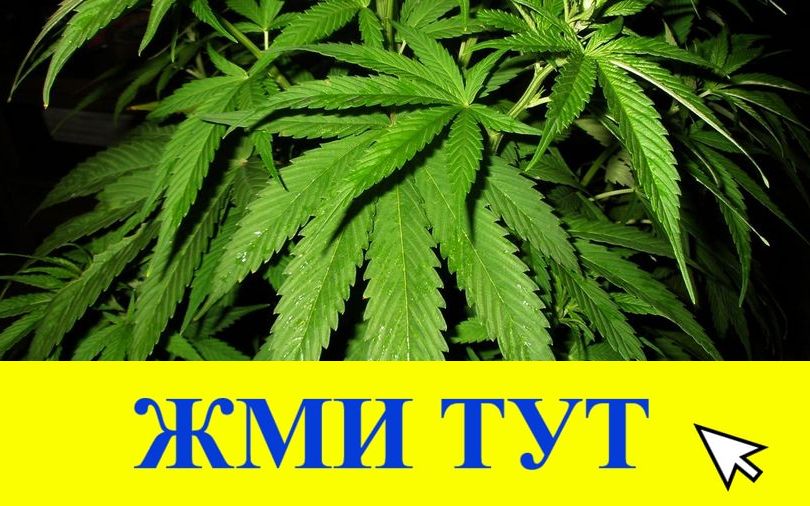 Купить наркотики в Трубчевске